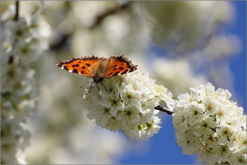 Весна бабочки