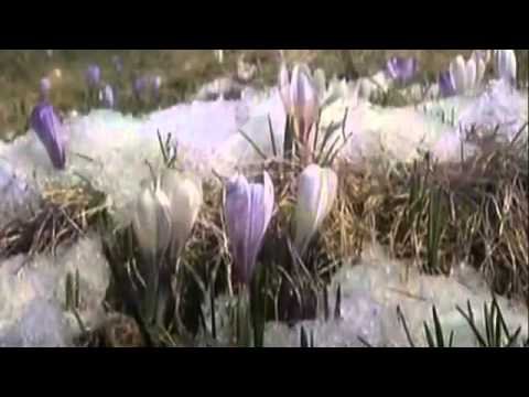 Музыкальный образ Антонио Вивальди