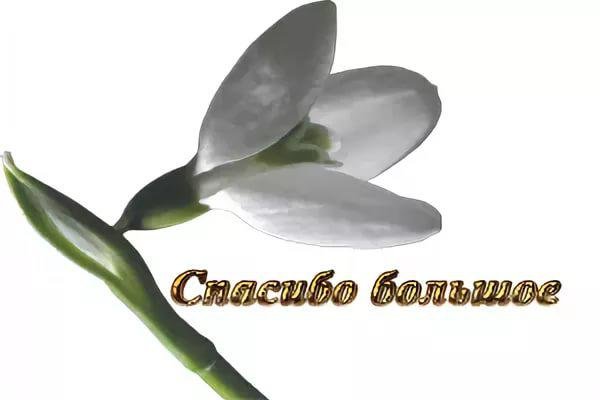 Весеннее спасибо