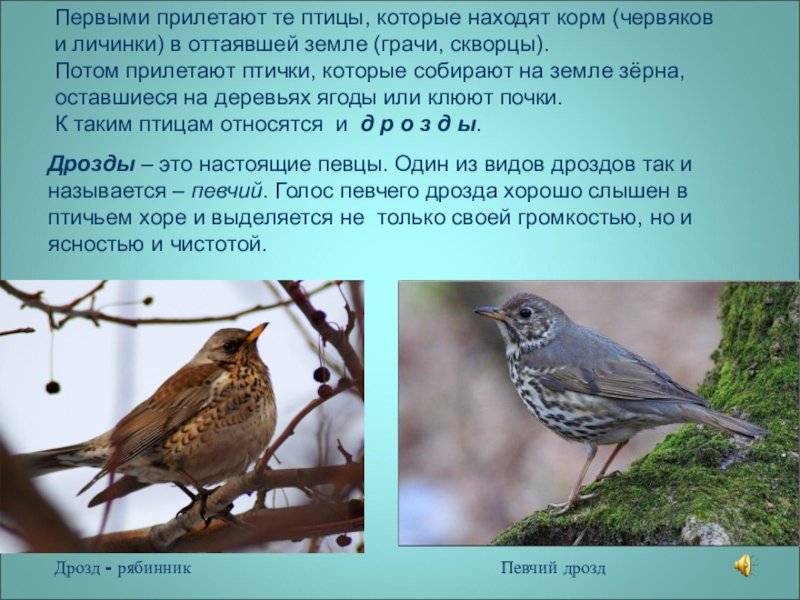 Какие птицы прилетают весной первыми 2 класс. Птицы которые прилетают птицы. Птички которые прилетают весной. Дрозд птица. Дрозд описание.