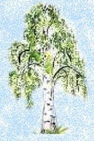 Картинки береза весной для детей рисунки (66 фото)