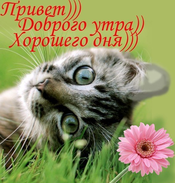 Доброе утро Весна забавные