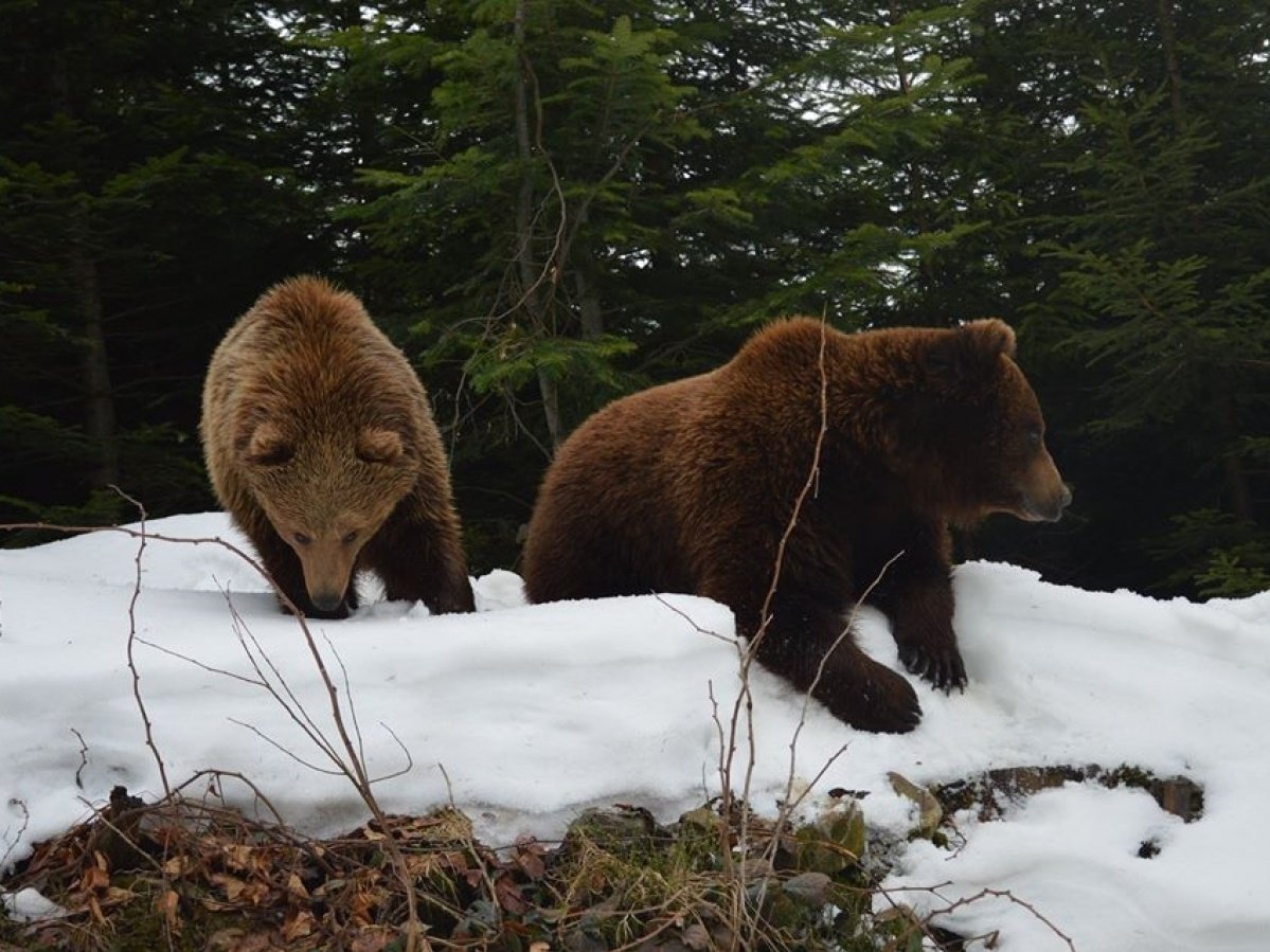 Когда просыпается медведь весной. Бурый медведь весной. Медведь в лесу. Медведь после зимней спячки.