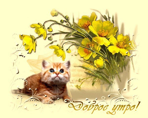 Доброе Весеннее утро с котиками