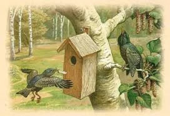 Весенний лес с птицами для детей