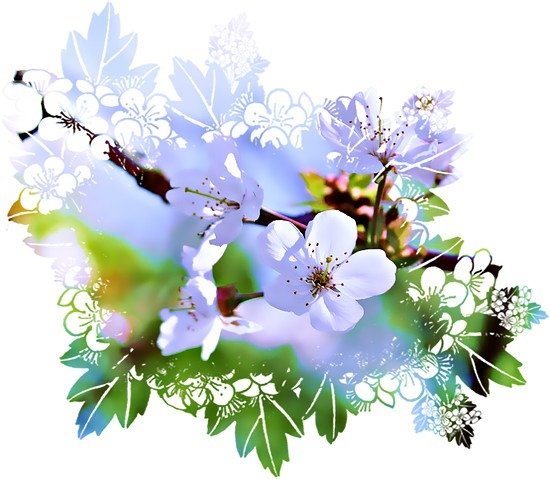 Весенние цветы на прозрачном фоне