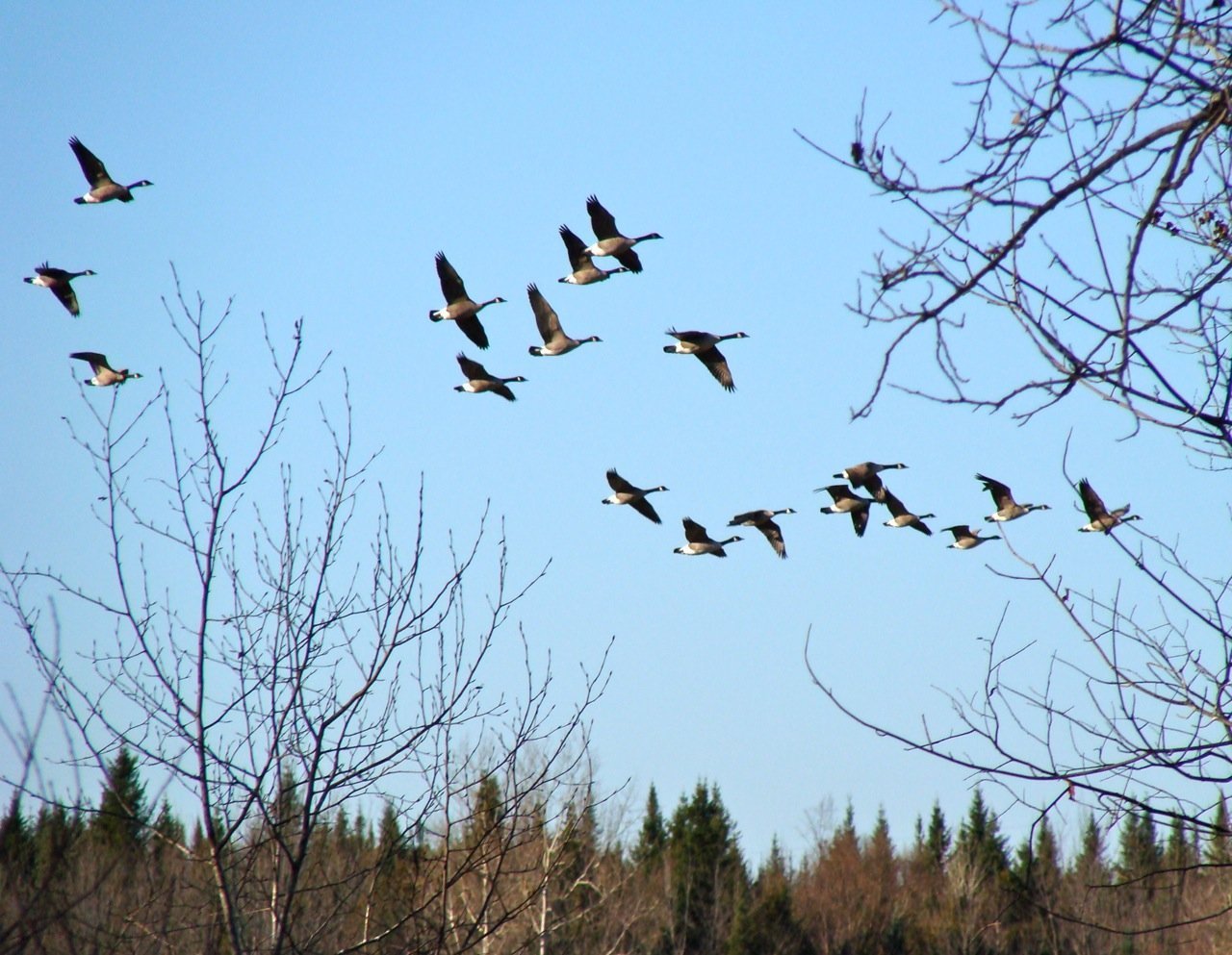 Возвращение перелётных птиц в родные края весной. Перелетные птицы прилетают весной. Ранней весной перелётные птицы возвращаются в родные края ..