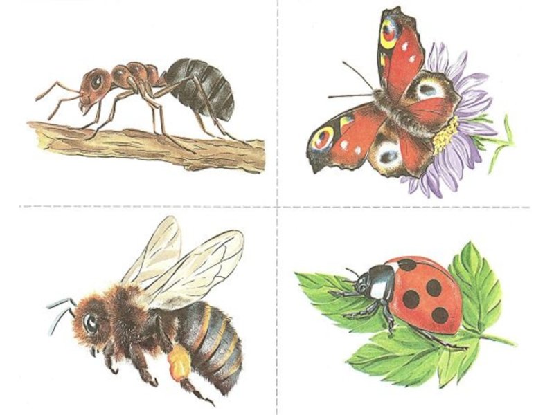 Тема насекомые в 1 младшей группе. Насекомые для дошкольников. Насекомые рисунки для детей дошкольного возраста. Иллюстрации насекомых для детского сада. Карточки для детей. Насекомые.