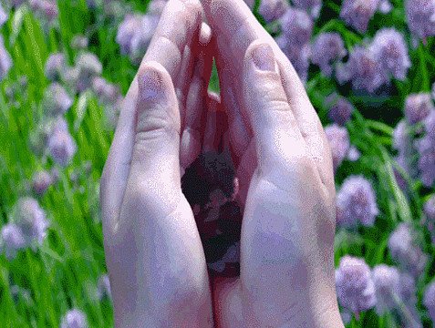 Подставляйте ладони