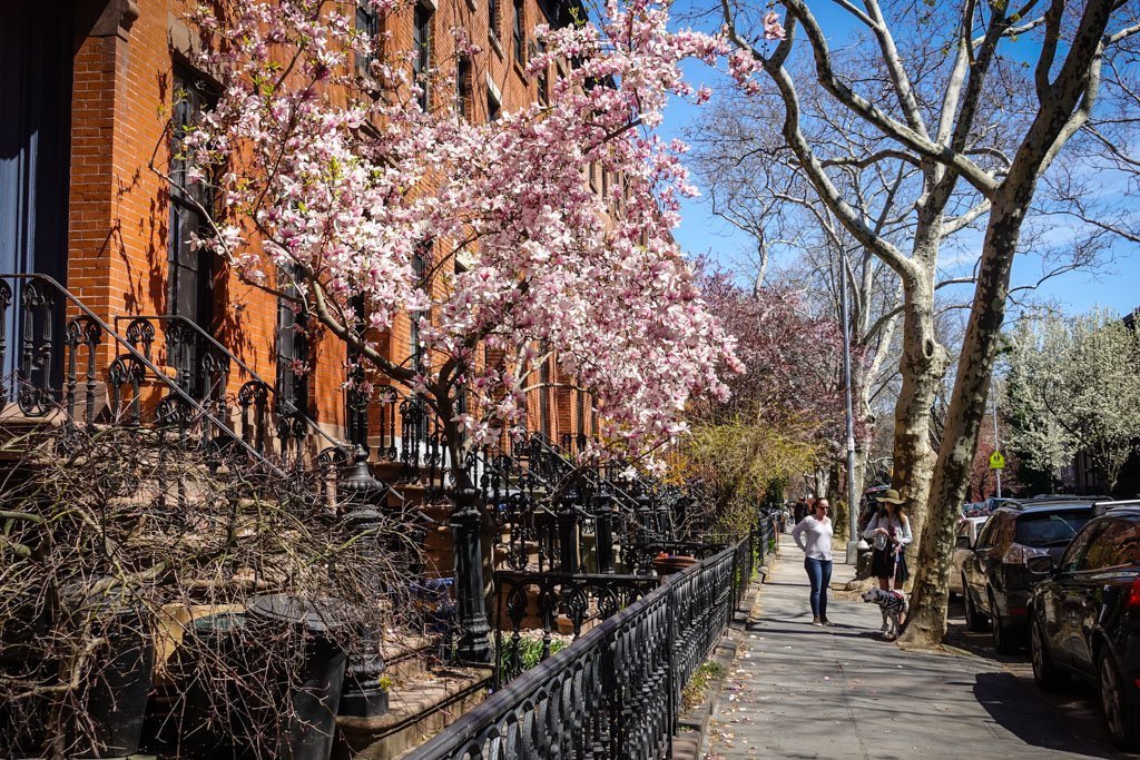 Купить весенняя улица. Нью Йорк весной Бруклин. Парк в Нью-Йорке магнолии. Улочка Нью Йорка весной.
