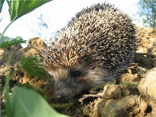 Еж в весеннем лесу