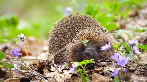 Амурский еж