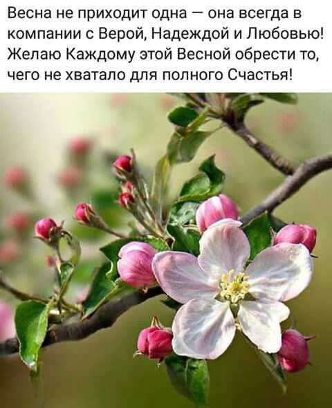 Весна цветы цитаты