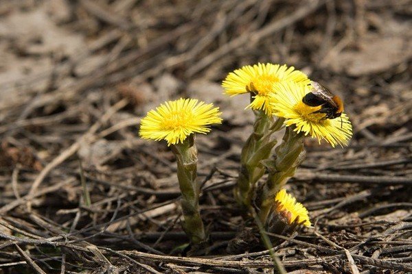 Желтые цветы мать и мачеха