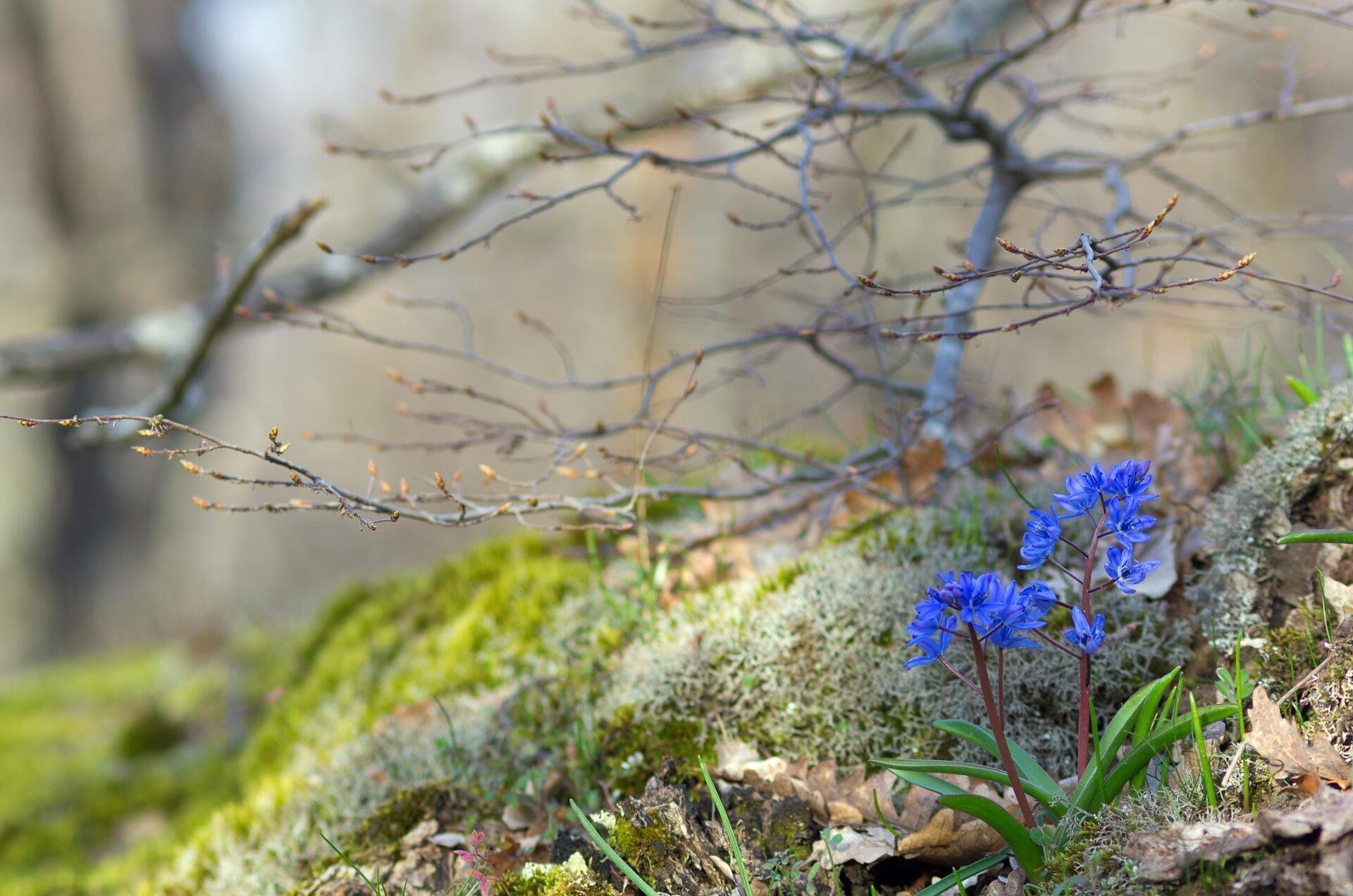Болотный ручей Оймяконский. Дыхание весны. Что есть весной в природе