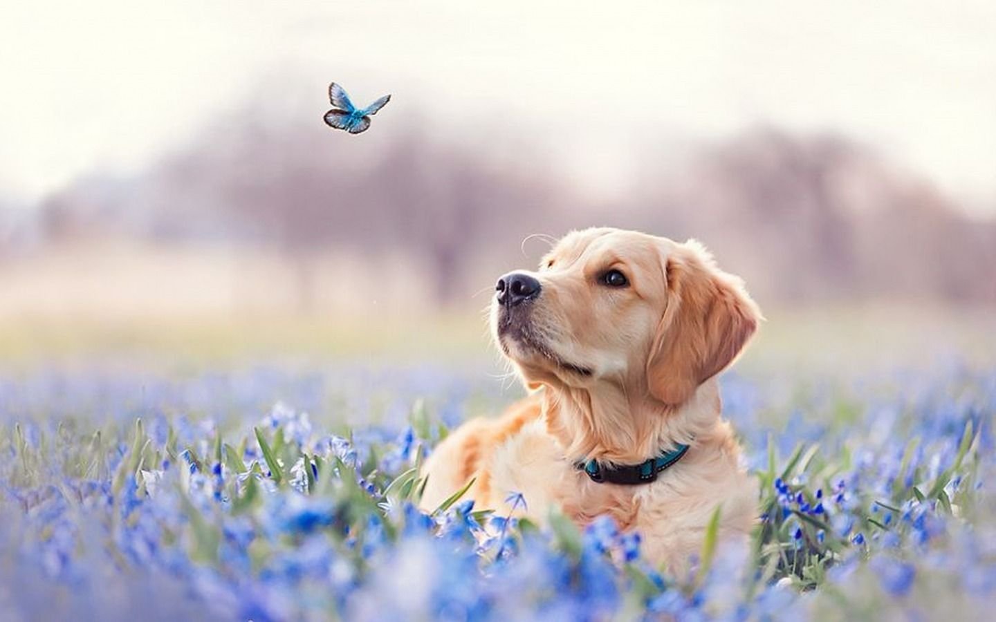 Отличный день стать собакой 3. Собачки весной. Собачка на фоне цветов.