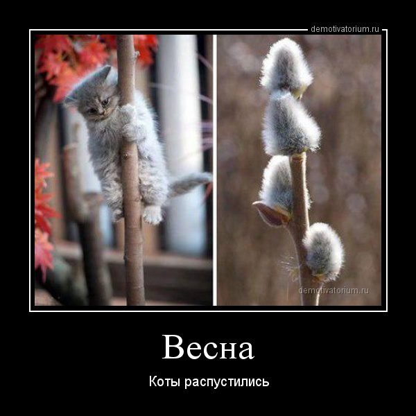 Коты весной