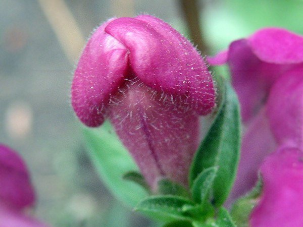 Открытки Весна неизбежна