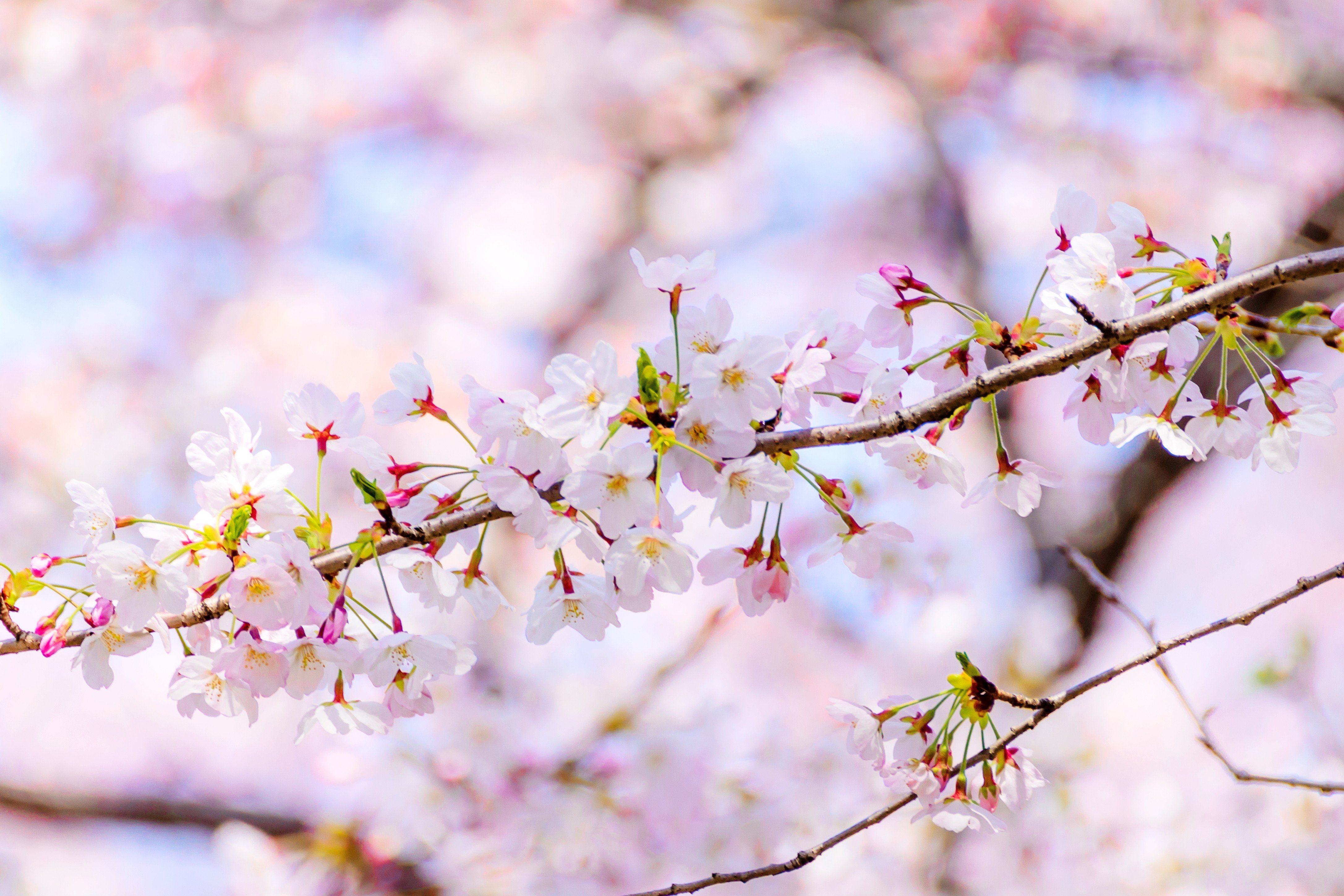 Самые красивые картинки весны. Весенние цветы. Цветущие ветки. Весеннее цветение.. Цветение вишни.