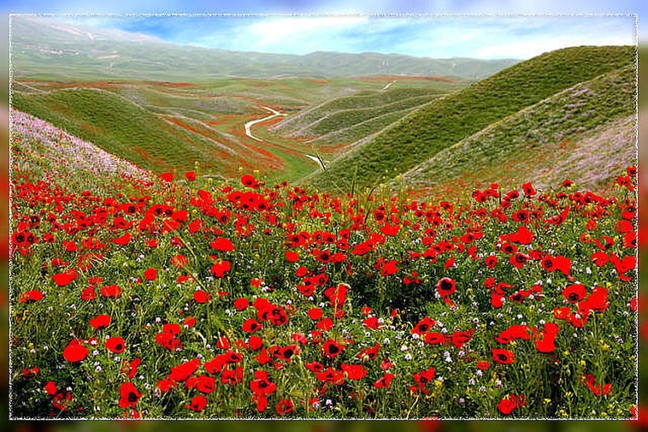 Таджикские цветы. Маковые поля Таджикистана. Горы Узбекистана Ферганская Долина маковые поля. Лолазор Таджикистан.