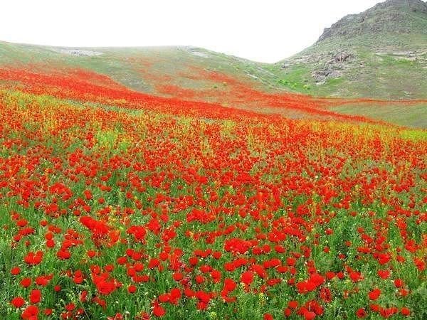 Маковые поля Туркмении