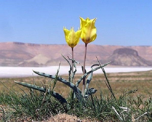 Заповедник Туркменистана Бадхызский растений