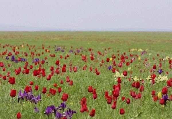 Тюльпановое поле в Волгограде