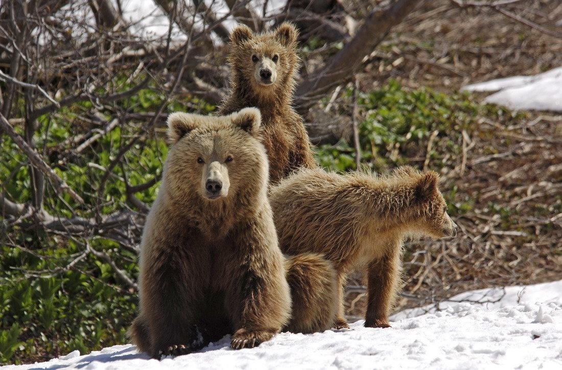 Медведь и суслики. Медведь весной. Медведица с медвежатами. Медведь весной в лесу. Медведь проснулся.