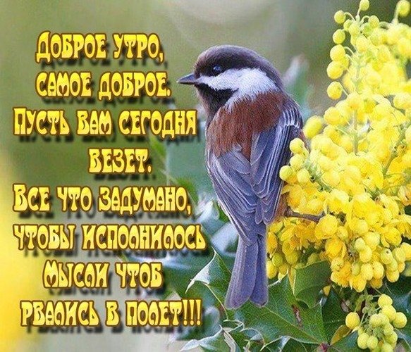 Доброе утро с птицами