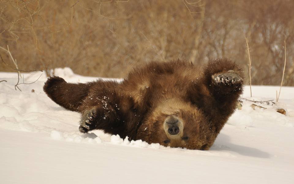 Когда просыпается медведь весной. Медведь проснулся. Медведь после спячки. Пробуждение медведя.