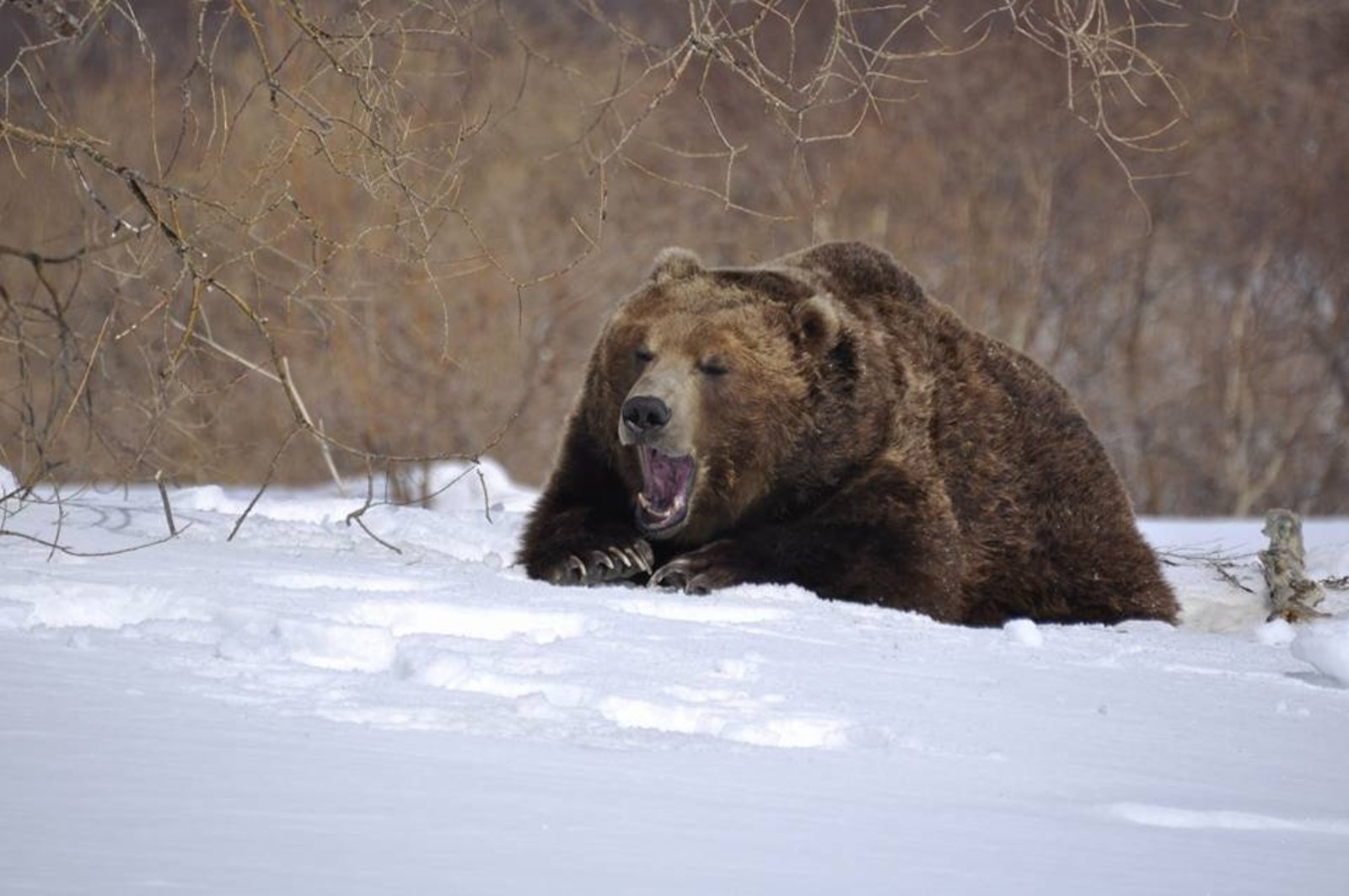 Когда просыпается медведь весной. Лапландский заповедник медведь. Медведь весной. Медведь проснулся. Медведь после спячки.