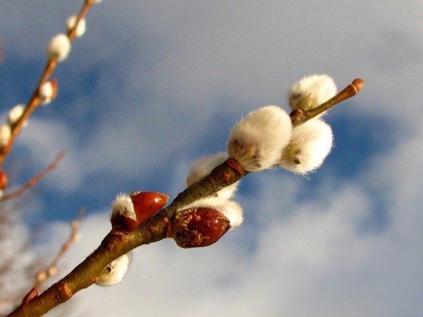 Набухают почки на деревьях