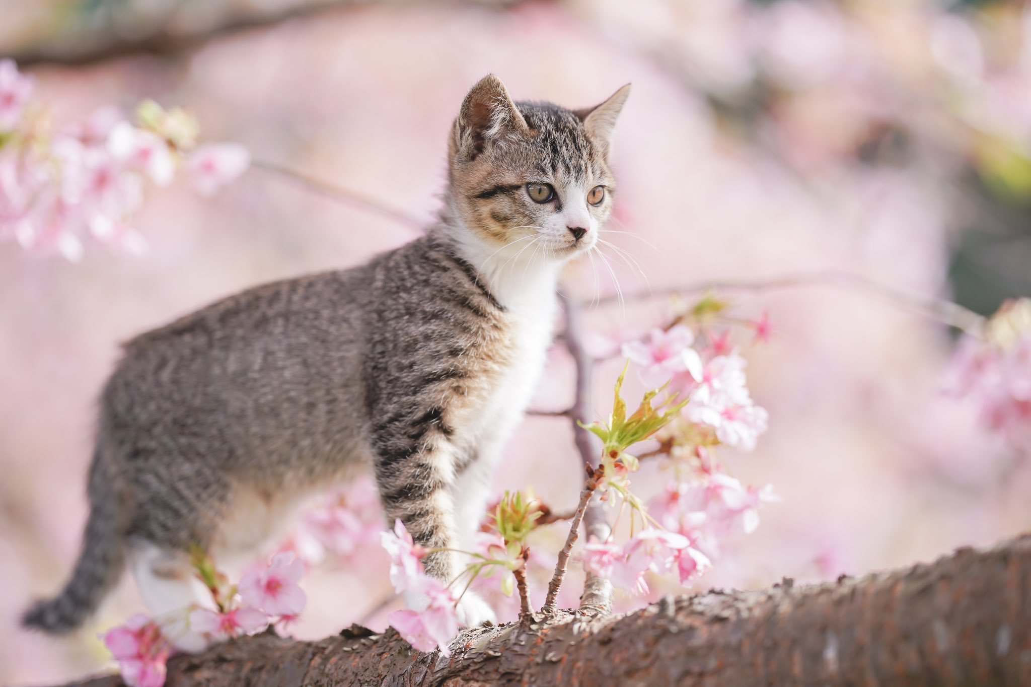 Кот ждет весну. Кот на Сакуре. Весенние котята.