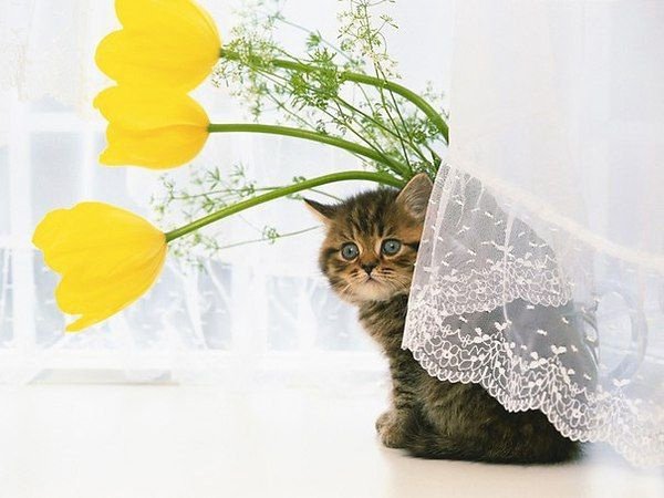 Коты танцуют демотиватор