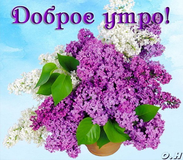 С добрым утром сирень