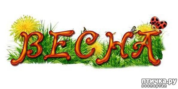 Красивый Заголовок Весна