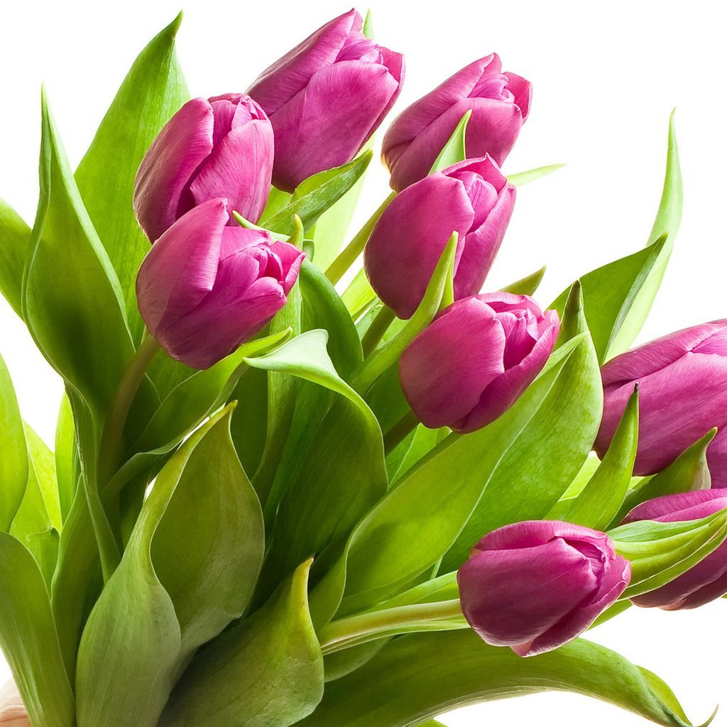 Стоковые фотографии по запросу Весна девушка тюльпаны