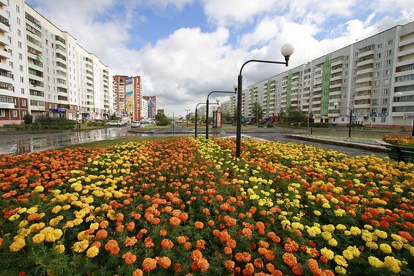 Братск растительность