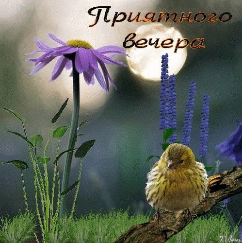 Пожелания доброго летнего вечера