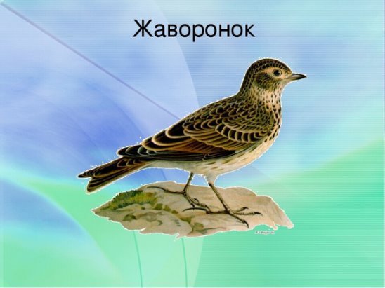 Хохлатые Жаворонки