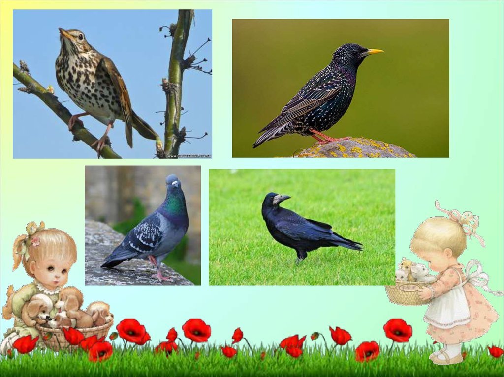 Картинки птицы весной с названиями (70 фото) » Картинки и статусы про  окружающий мир вокруг