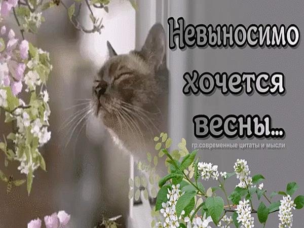 Картинки хочу весны тепла (64 фото)