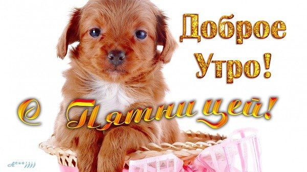 Доброе утро собаки