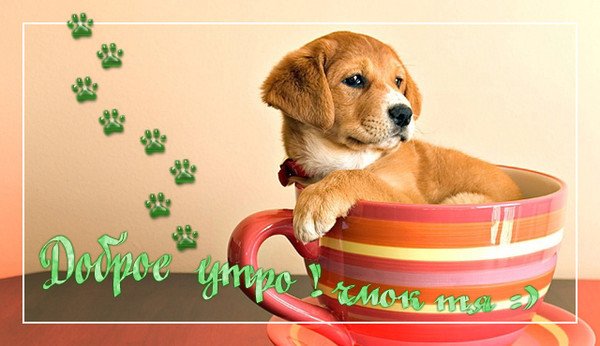 Открытки с добрым утром со щенками