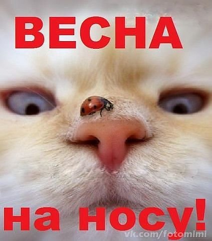 Открытка Весна на носу