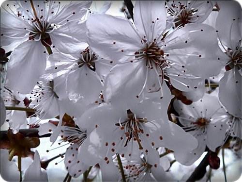 Багульник в березовой роще