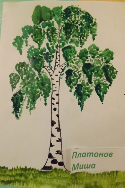 Березка рисунок