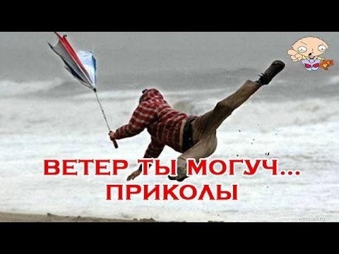 Кота сдувает ветром