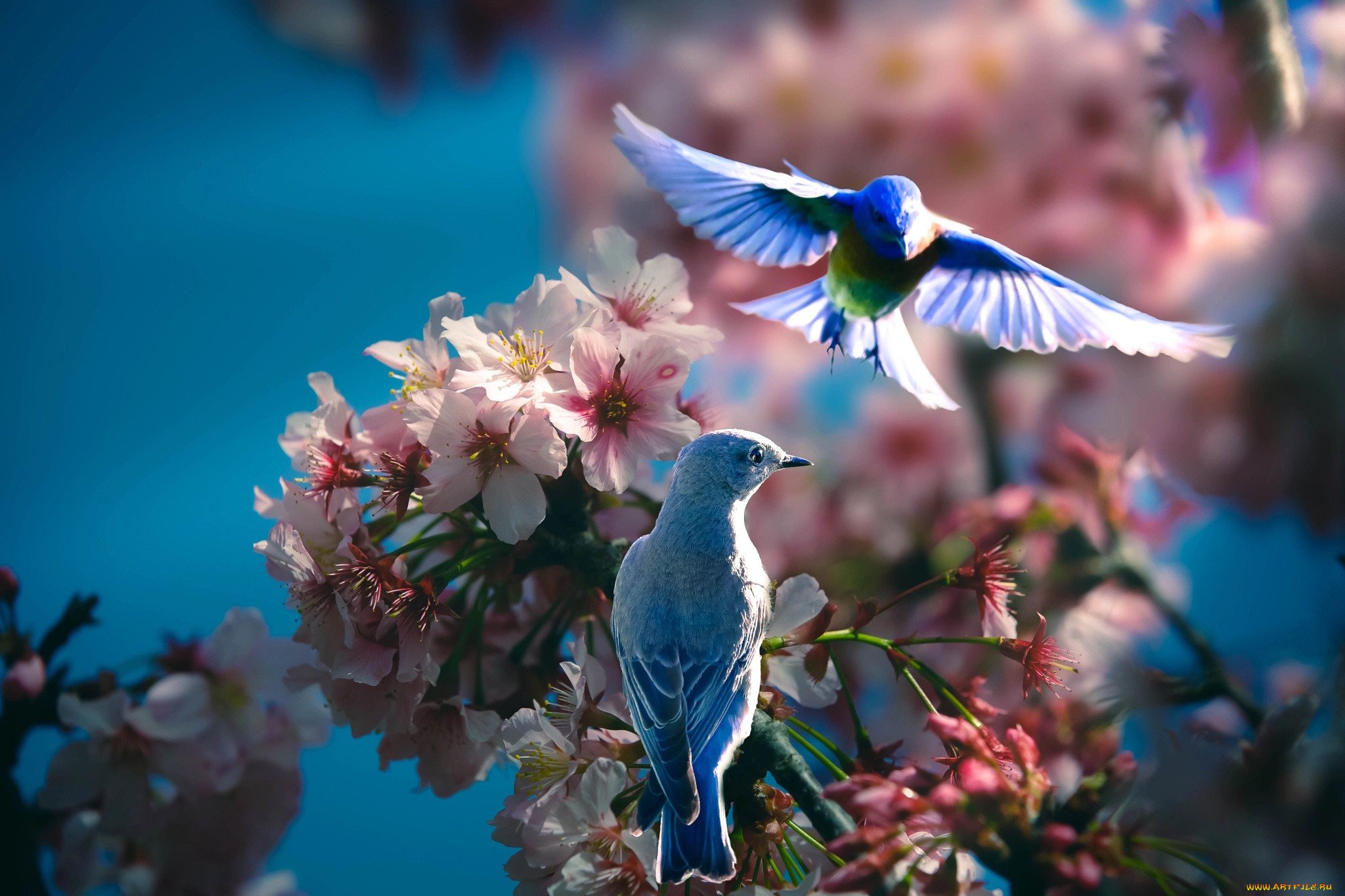 Красивая природа с птицами. Природа птицы. Цветы и птицы. Красивые птички.