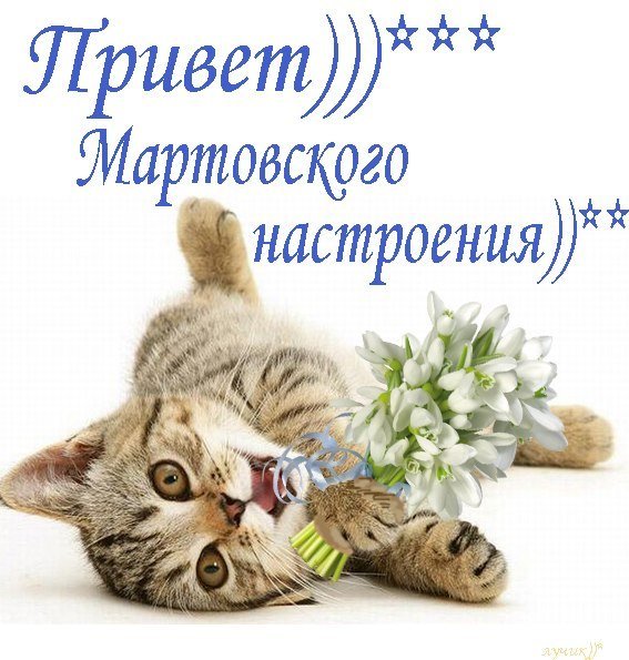 Счастливый кот